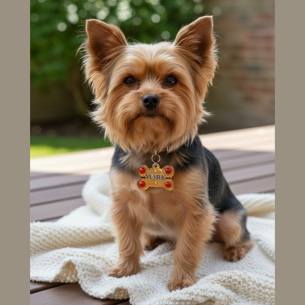 Medaglietta Identificativa Cani - Collezione Fashion Pet - Regale rjthw8-is